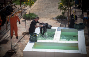 Ducks Diving Superior Marsa Alam