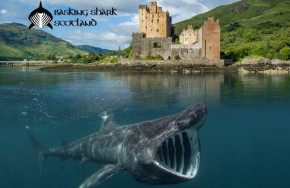 Basking Shark Expedition