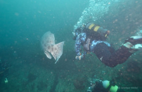 Blue Ocean Umkomaas Dive Center