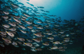 Green Turtle Diving Center